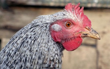 В ЕБРР одобрили новую маркировку курятины "без антибиотиков"