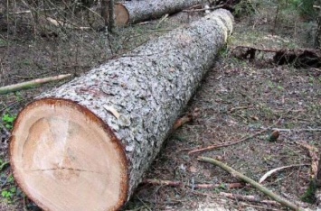 На Тернопольщине срезанное дерево насмерть привалило обидчика