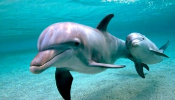 Плохое знамение: в Крыму массовый мор дельфинов. Такого не было