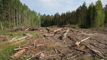 Пограничники выявили незаконную вырубку леса на границе с Польшей