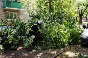 На Днепропетровщине рухнувшее огромное дерево заблокировало проход к дому (ФОТО)