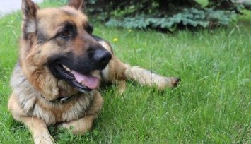 Служебная собака помогла раскрыть преступление в Запорожской области (ФОТО)