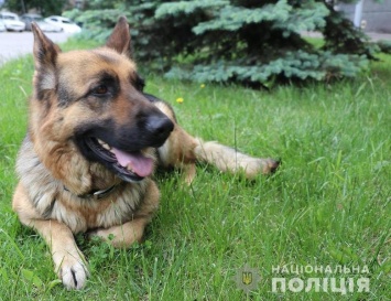 В запорожском селе служебная собака помогла найти вора
