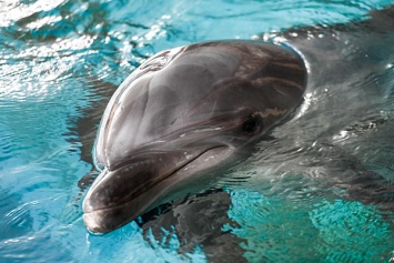 Невероятно: в Азовском море дельфины подплыли к людям (ВИДЕО)