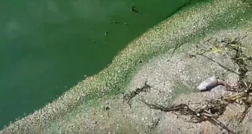 Последствия зеленой воды: начался мор рыбы в Южном Буге