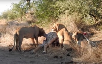 Лев ударил львицу по морде и попал на видео
