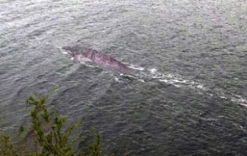 Британец снял загадочное существо в озере Лох-Несс