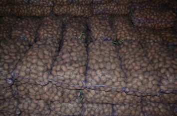 В Украине произошел резкий обвал цен на молодой картофель