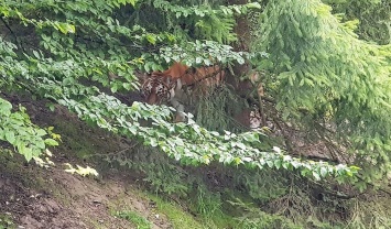 В Швейцарии тигрица растерзала сотрудницу зоопарка