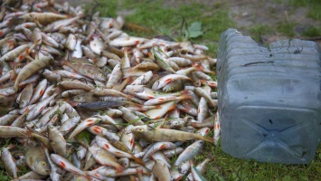 В Днепре эколог рассказал, почему идет массовая гибель рыбы в Самаре