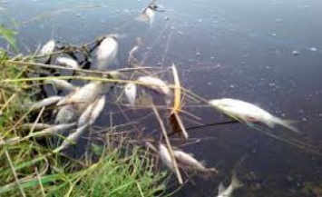 Стали известны причины массового мора рыбы на Днепропетровщине