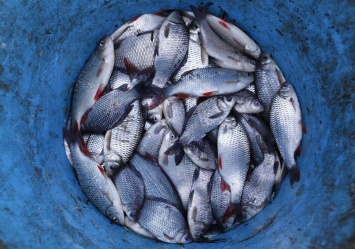 Украина резко сократила вылов рыбы во внутренних водоемах