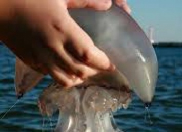 Медики рассказали о "целебных" свойствах медуз - что нельзя делать ни в коем случае