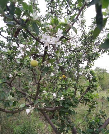 Погодная аномалия: в Бессарабии зацвели яблони