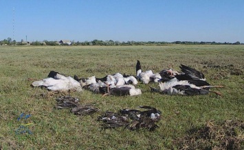 В Одесской области в заповеднике «Тузловские лиманы» град убил сотни птиц (фото)