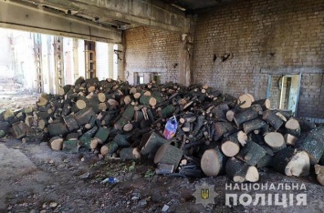 Мужчина и женщина наломали дров в лесу на 1 млн. гривен
