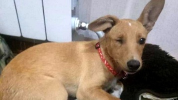 В Никополе волонтеры ищут дом для одноглазой собаки