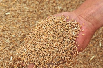 В Минэкономики снизили прогноз урожая зерновых