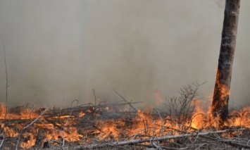 В Новомосковском лесхозе Харьковской области локализован пожар