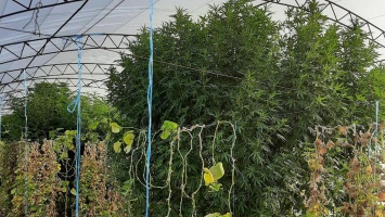 Возле Энергодара пенсионерка в теплице с огурцами выращивала коноплю размером с деревья