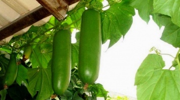 Фермер-экспериментатор из-под Килии вырастил урожай экзотической бразильской тыквы