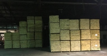 Из Житомирской области в Азию нелегально вывезли древесины на миллионы гривень (ФОТО)