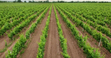 Ко Дню винодела и виноградаря создали лимитированную коллекцию вина
