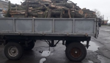 В Запорожской области "черные лесорубы" вырубили более двух десятков деревьев (фото)