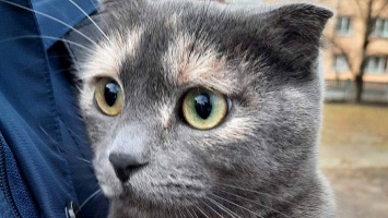 В Никополе шотландская вислоухая кошка ищет дом