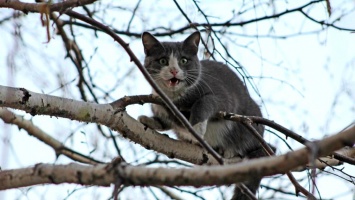 В Никополе смельчак забрался на высокое дерево, чтобы спасти кошку