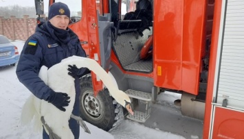 Во Львовской области спасли 15 лебедей, которые примерзли ко льду
