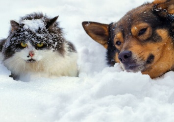 Спаси маленькую жизнь: как помочь бездомным животным во время сильных морозов