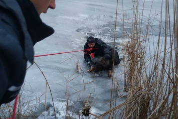 Провалился под лед: втроем спасли жизнь беспомощной собаки