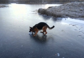 Пытался спасти собаку: под Харьковом девятикласник утонул в пруду, провалившись под лед