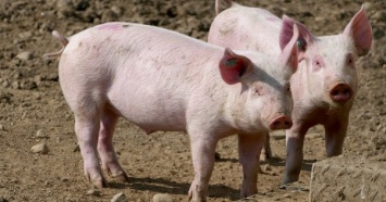 Украинские сельхозпредприятия наращивают поголовье свиней