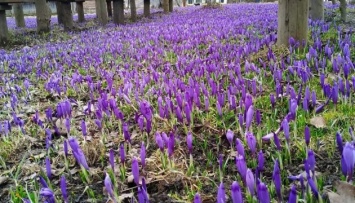На Закарпатье цветет Долина шафранов в Колочаве