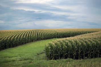 Минагрополитики предлагает снизить ставку НДС до 14% на все виды сельхозпродукции