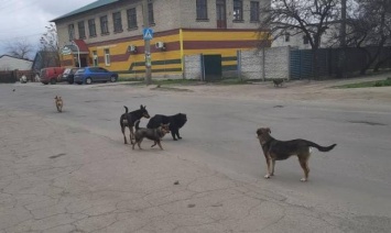 В Запорожской области на скейтплощадке на подростка напала стая собак, - соцсети