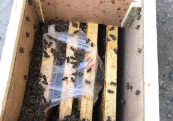 Внезапно: пчелы, которые якобы погибли в грузовике "Укрпочты", начали оживать