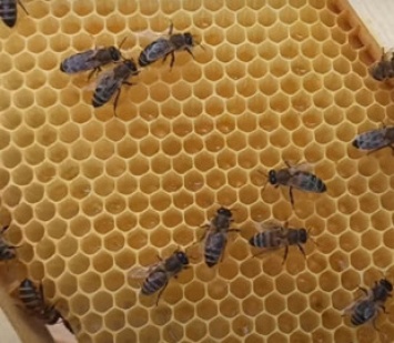 Пчелы "воскресли" после скандала с Укрпочтой: владельцы отказались забирать