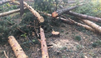 В Полтавской области незаконно вырубили сотни деревьев