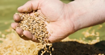"Крадут прямо на ходу": ЕБА обеспокоена масштабами воровства семян из фур на трассах