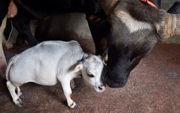 В Бангладеш стала знаменитостью карликовая корова