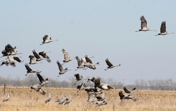 В Херсонской области нашли причину массовой гибели птиц