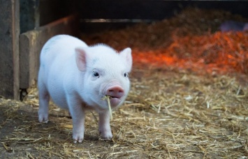 В Харьковской области - вспышка африканской чумы свиней