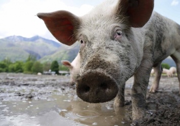 Карантин в национальном парке: под Харьковом выявили африканскую чуму свиней