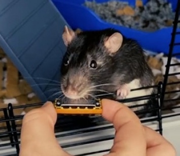 Курьез: Крыса из Нидерландов сыграла на мини-гармошке и прославилась в соцсетях