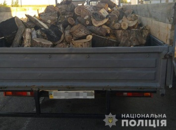 В Запорожской области черный лесоруб хотел откупиться взяткой