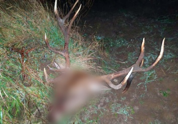 Безжалостный браконьер: в Чернобыльской зоне охотник убил и расчленил оленя