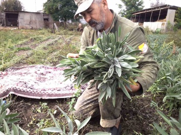В Николаевской области ветераны АТО собирают первый урожай шалфея (ФОТО)